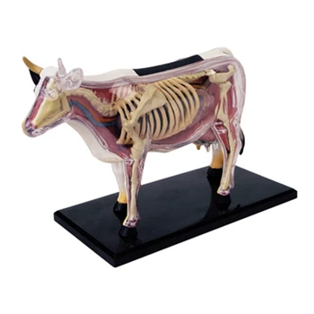 Állati szerv anatómiai modell 4D tehén intelligencia összeszerelése játék tanítás anatómiai modell DIY népszerű tudományos készülékek